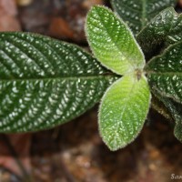 Acranthera ceylanica Arn. ex Meisn.